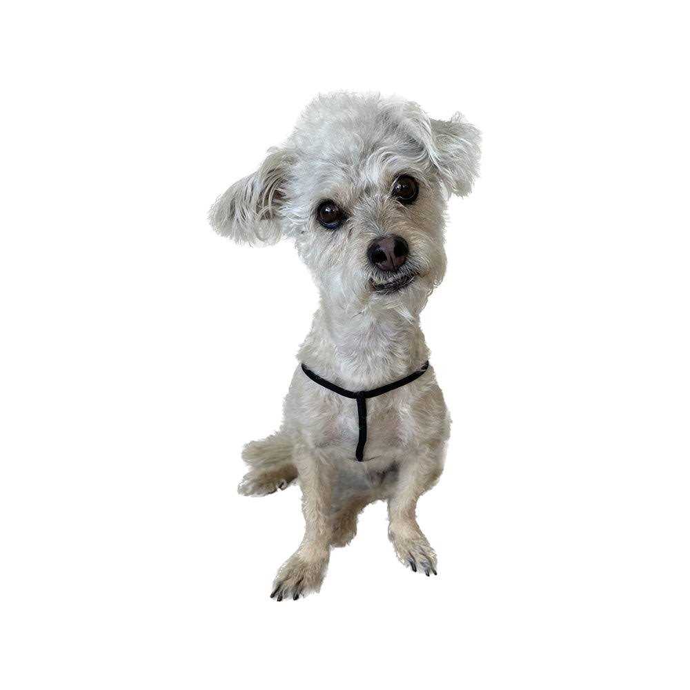 Step-In Harness for Small Pets J59980