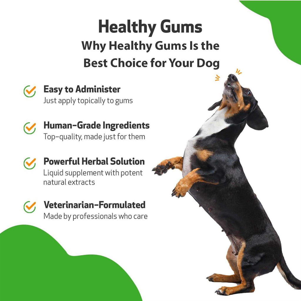 Healthy Gums for Feline Periodontal Health B4260