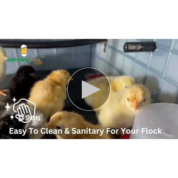 Chick Brooder M2241