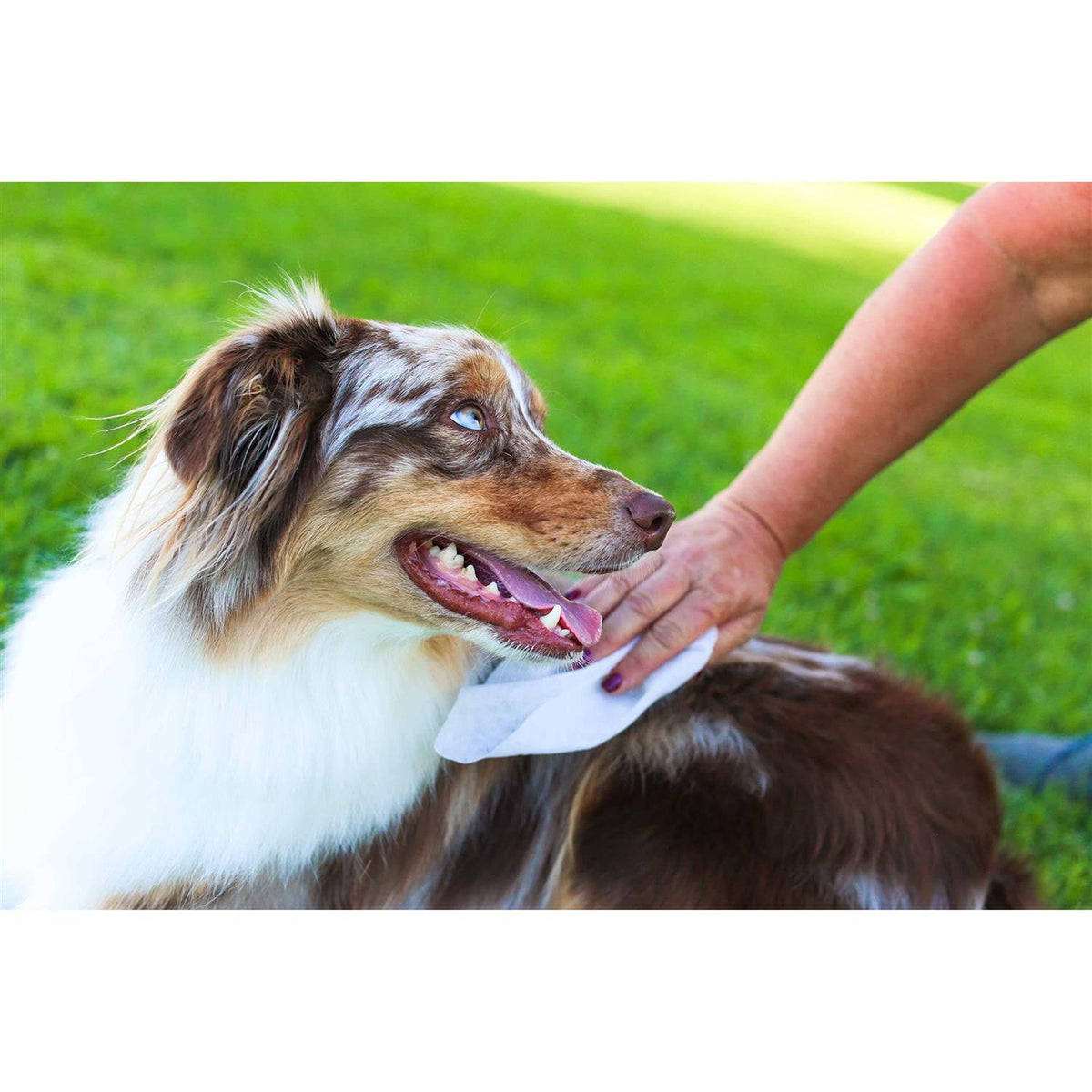 Oatmeal Aloe Grooming Wipes V190