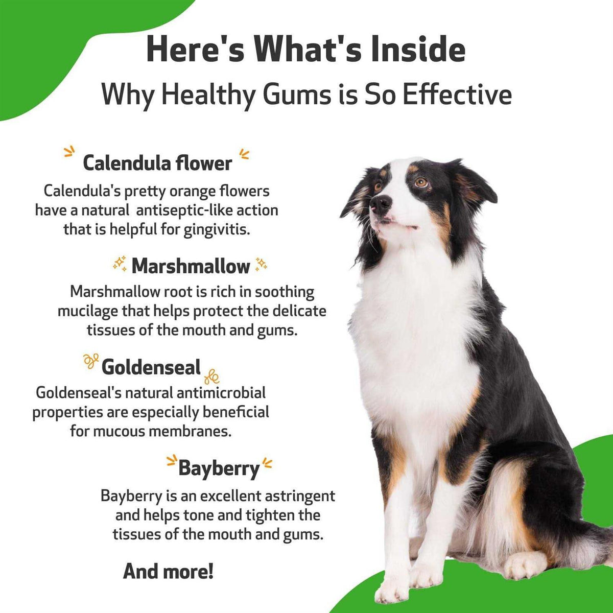 Healthy Gums for Feline Periodontal Health B4260