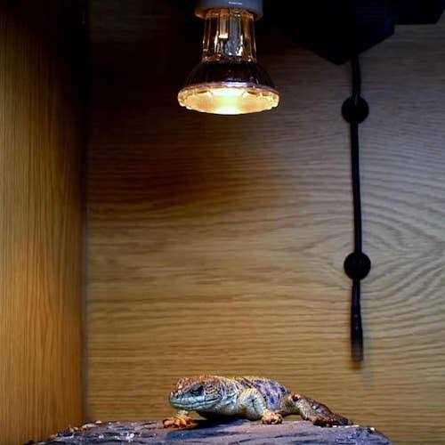 Halogen Heat Lamp J216