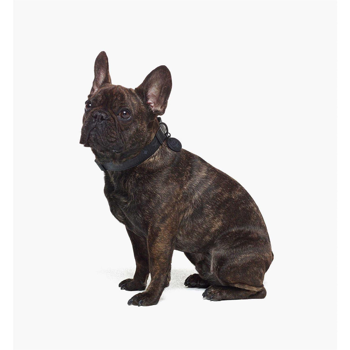 Pet Collar B598