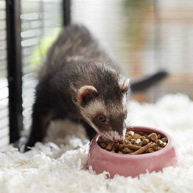 Chicken Ferret Diet Z71526