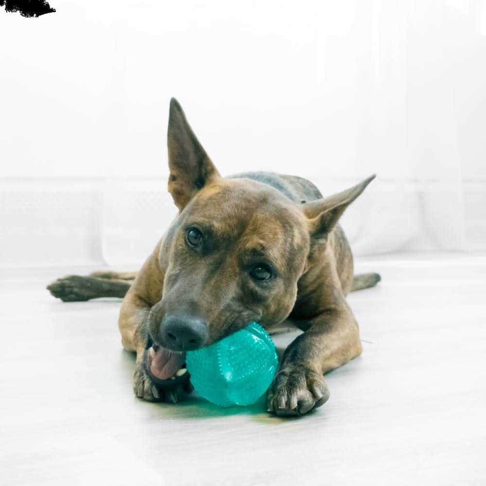 Dental Squeezz Ball Dog Toy N12904